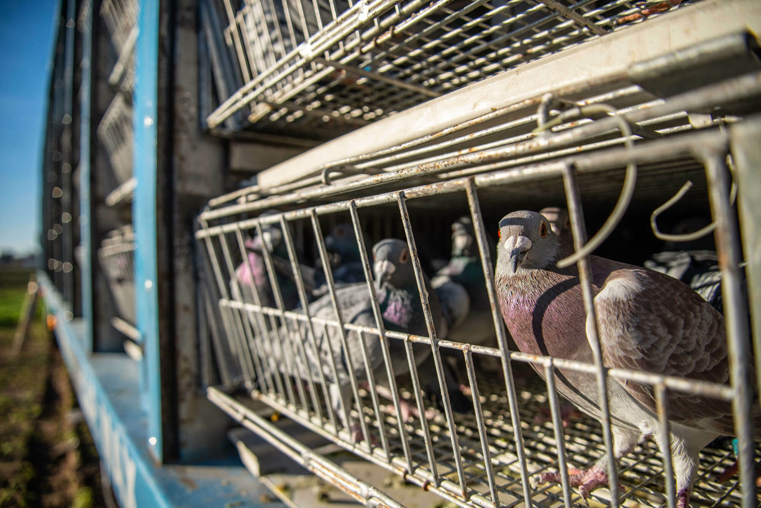 One Loft Races BENZING